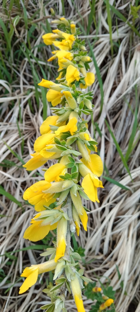 ruthenian-broom-from-l-vivs-ka-l-viv-ukraine-on-may-9-2022-at-06-17