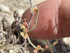 Eriogonum nidularium