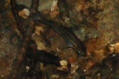 Rhinichthys obtusus
