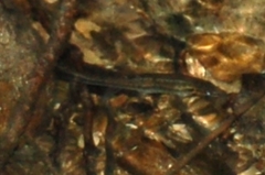Rhinichthys obtusus