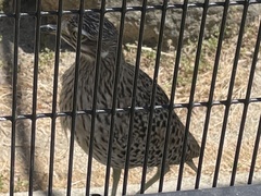 Burhinus