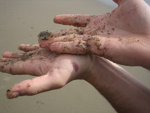 Emerita analoga