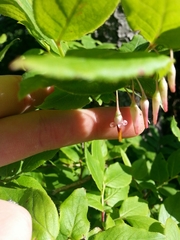 Vaccinium erythrocarpum