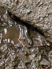 Desmognathus amphileucus