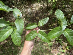 Bignonia aequinoctialis