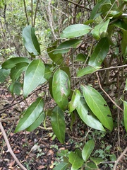 Nectandra coriacea