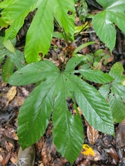 Fatsia