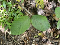 Stigmaphyllon floribundum