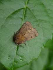 Paracles fusca