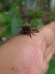 Paracles fusca