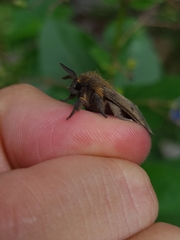 Paracles fusca