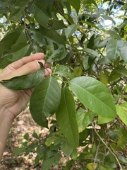 Pristimera celastroides