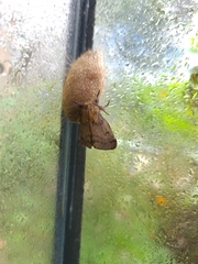 Paracles fusca