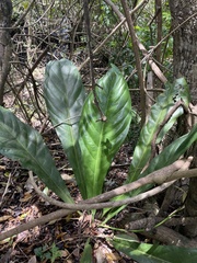 Anthurium crenatum