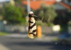 Lepidoscia characota