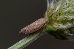 Phlepsius intricatus