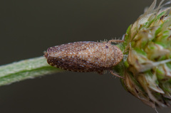 Phlepsius intricatus