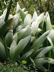 Molineria capitulata