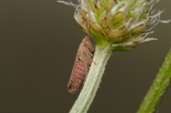 Phlepsius intricatus