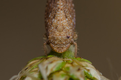 Phlepsius intricatus