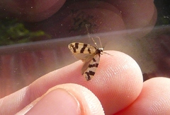 Lepidoscia characota