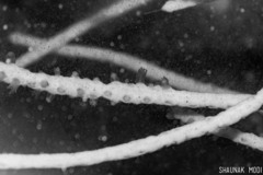 Pseudopterogorgia fredericki