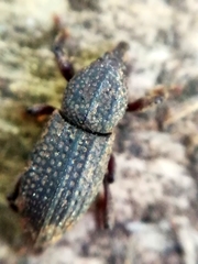 Mitoplinthus caliginosus