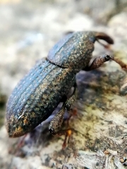 Mitoplinthus caliginosus