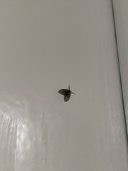 Clogmia albipunctata