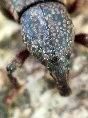 Mitoplinthus caliginosus