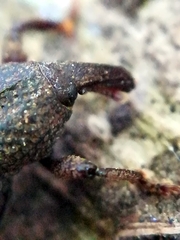 Mitoplinthus caliginosus