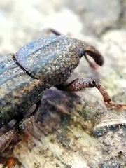 Mitoplinthus caliginosus
