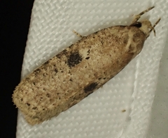 Agonopterix propinquella