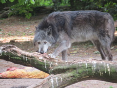 Canis lupus occidentalis