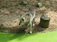 Canis lupus occidentalis