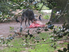 Canis lupus occidentalis