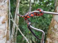 Erythrolamprus breviceps