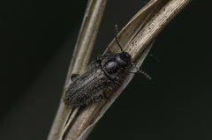 Enicopus