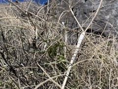Scutellaria mexicana