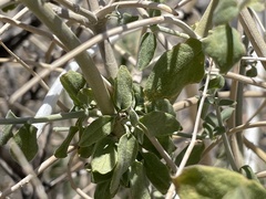 Scutellaria mexicana