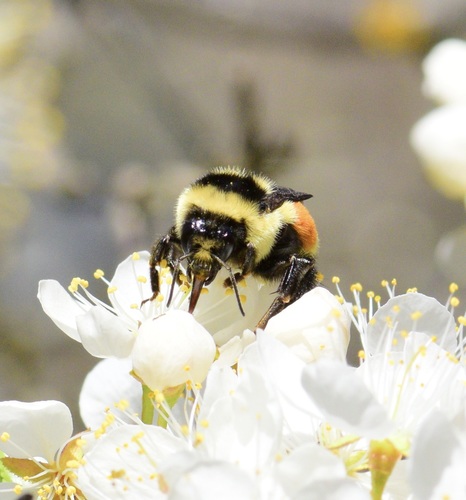Tricolored Bumble Bee photo 6