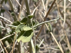 Scutellaria mexicana