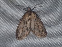Chesias isabella
