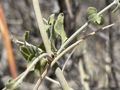 Scutellaria mexicana