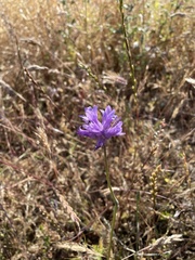 Dichelostemma congestum
