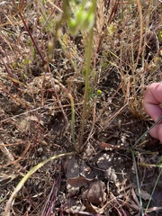 Dichelostemma congestum