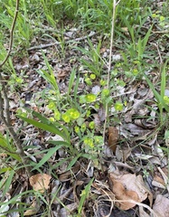 Euphorbia roemeriana