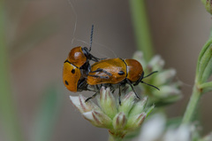 Cryptocephalus infirmior