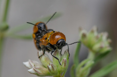 Cryptocephalus infirmior