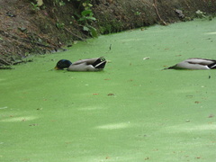 Anas platyrhynchos